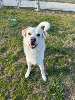 Rodney, Young Male Labrador Retriever