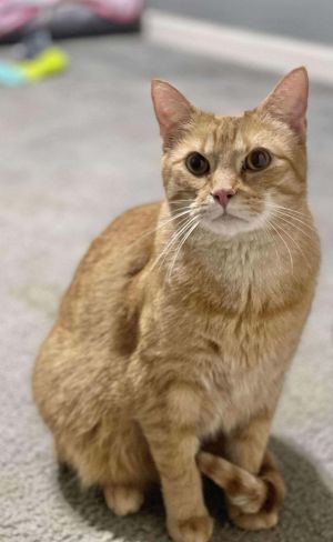 TWIX, Young Male Tabby