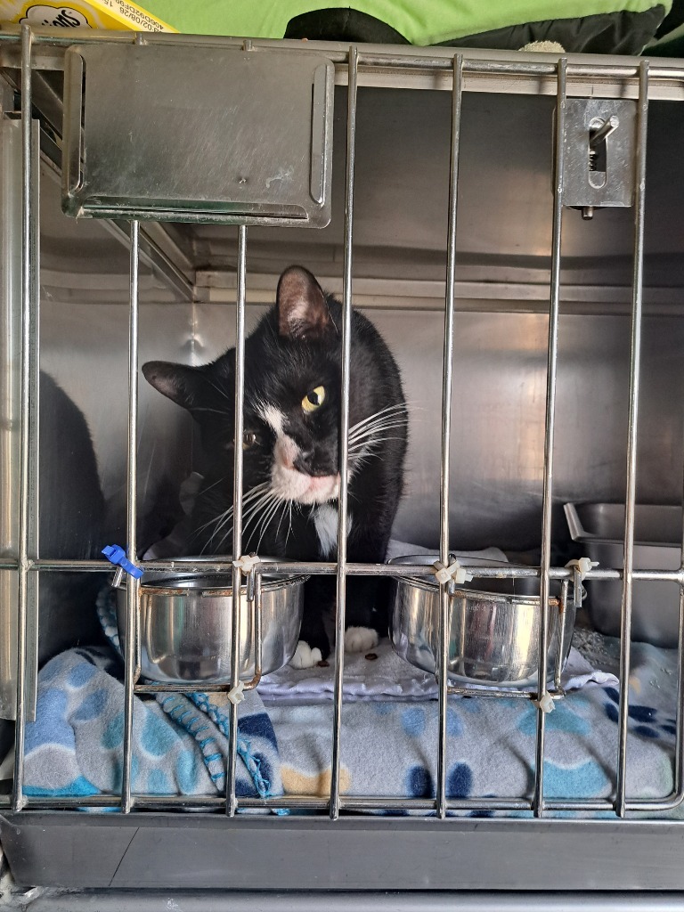 Oreo