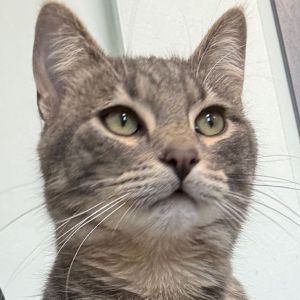 Kyle, Young Male Domestic Short Hair