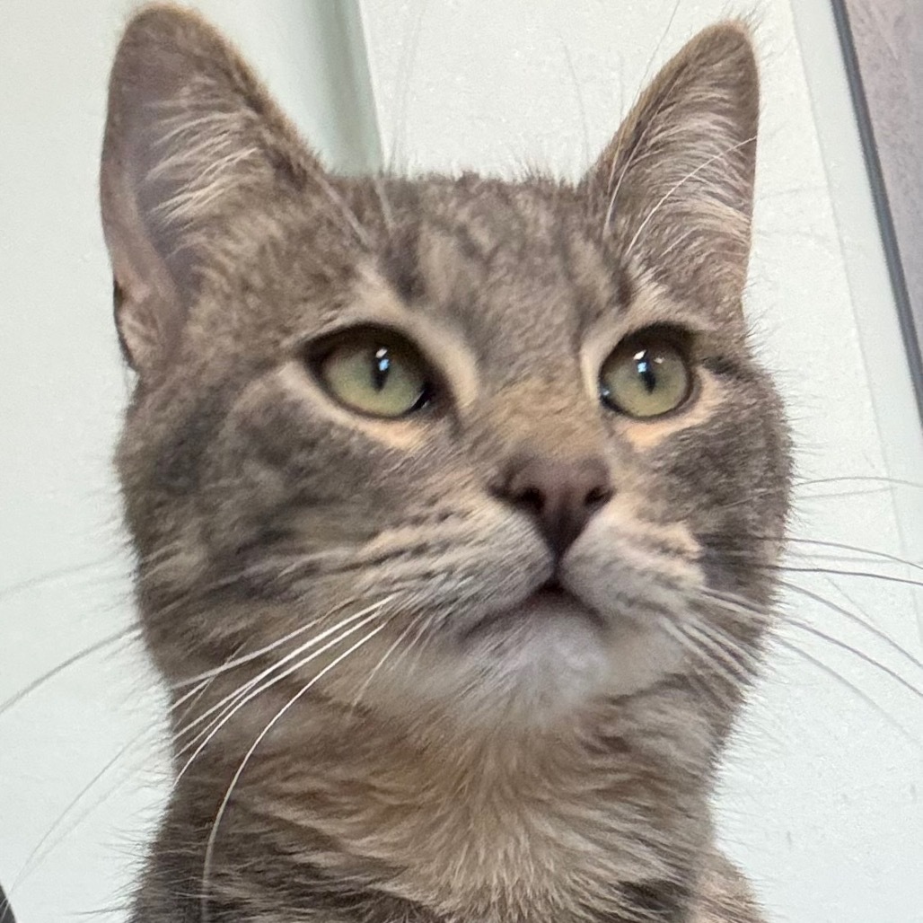 Kyle, an adoptable Domestic Short Hair in Zimmerman, MN, 55398 | Photo Image 1