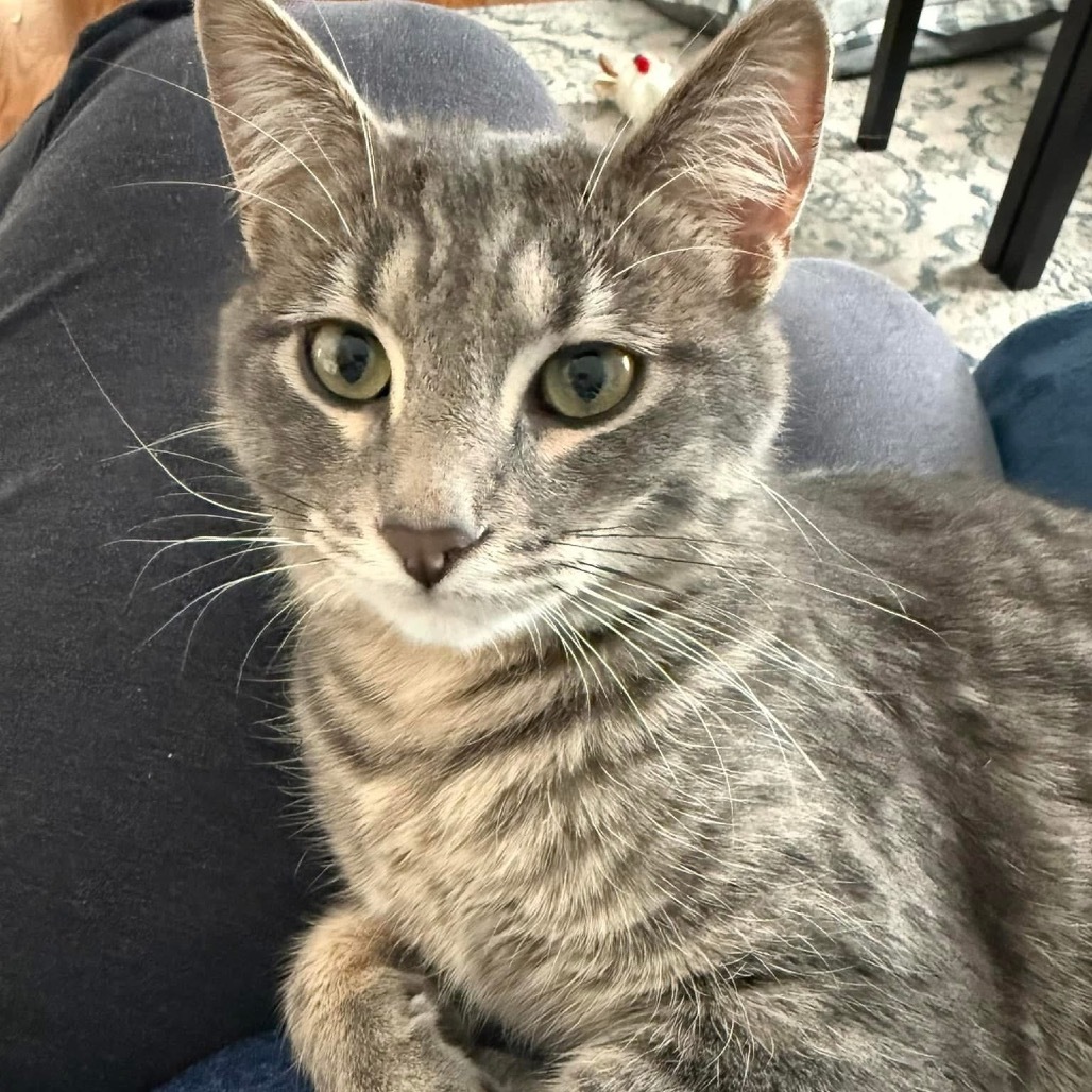 Kyle, an adoptable Domestic Short Hair in Zimmerman, MN, 55398 | Photo Image 2