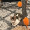 Autumn Kuwait (bonded with Luna Moon Kuwait) photo 4