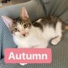 Autumn Kuwait (bonded with Luna Moon Kuwait) photo 6
