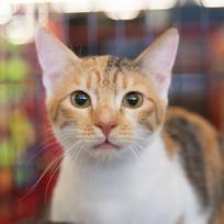 Luna Moon Kuwait (bonded with Autumn Kuwait), Adult Female unknown