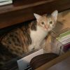 Luna Moon Kuwait (bonded with Autumn Kuwait) photo 2