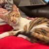 Luna Moon Kuwait (bonded with Autumn Kuwait) photo 4