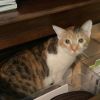 Luna Moon Kuwait (bonded with Autumn Kuwait) photo 5
