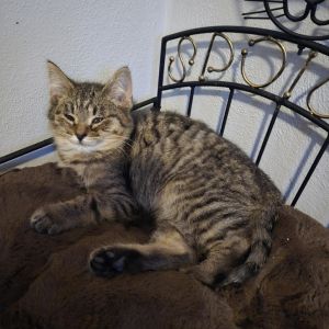Ralphie, Young Male unknown