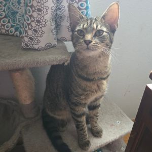 Ralphie