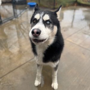 Zeke, Adult Male Husky