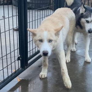 Blizzard, Young Female Husky