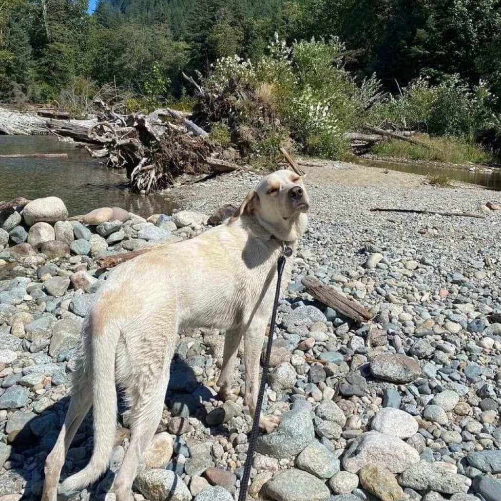 Lola, an adoptable Yellow Labrador Retriever, Mixed Breed in Lions Bay, BC, V0N 2E0 | Photo Image 1