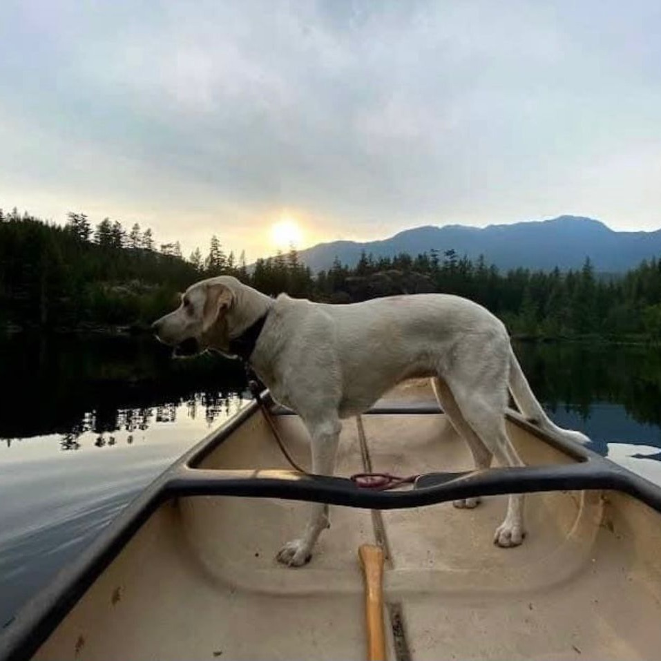 Lola, an adoptable Yellow Labrador Retriever, Mixed Breed in Lions Bay, BC, V0N 2E0 | Photo Image 2