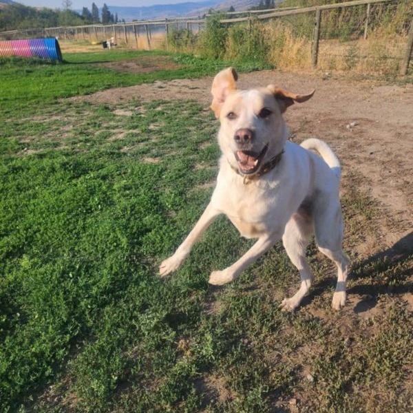 Lola, an adoptable Yellow Labrador Retriever, Mixed Breed in Lions Bay, BC, V0N 2E0 | Photo Image 3