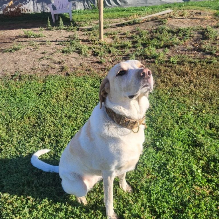 Lola, an adoptable Yellow Labrador Retriever, Mixed Breed in Lions Bay, BC, V0N 2E0 | Photo Image 4