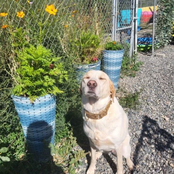 Lola, an adoptable Yellow Labrador Retriever, Mixed Breed in Lions Bay, BC, V0N 2E0 | Photo Image 5