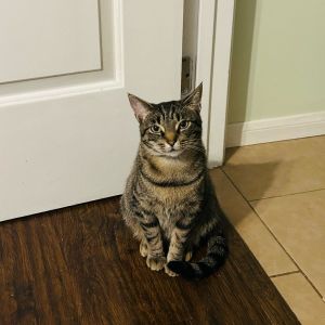 Delia Domestic Short Hair Cat