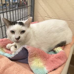 Hello Im Edgar I am a sweet senior boy who was rescued from the street and received medical care 