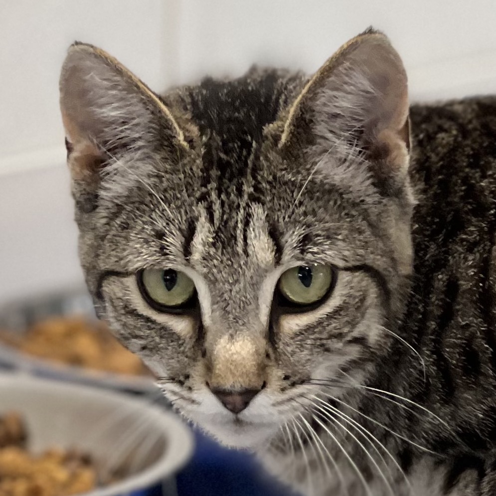 Ginseng, an adoptable Domestic Short Hair in Sheridan, WY, 82801 | Photo Image 1