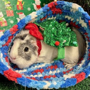 Elsbeth, Adult Female Guinea Pig