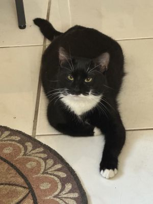 Maggie, Adult Female Domestic Short Hair