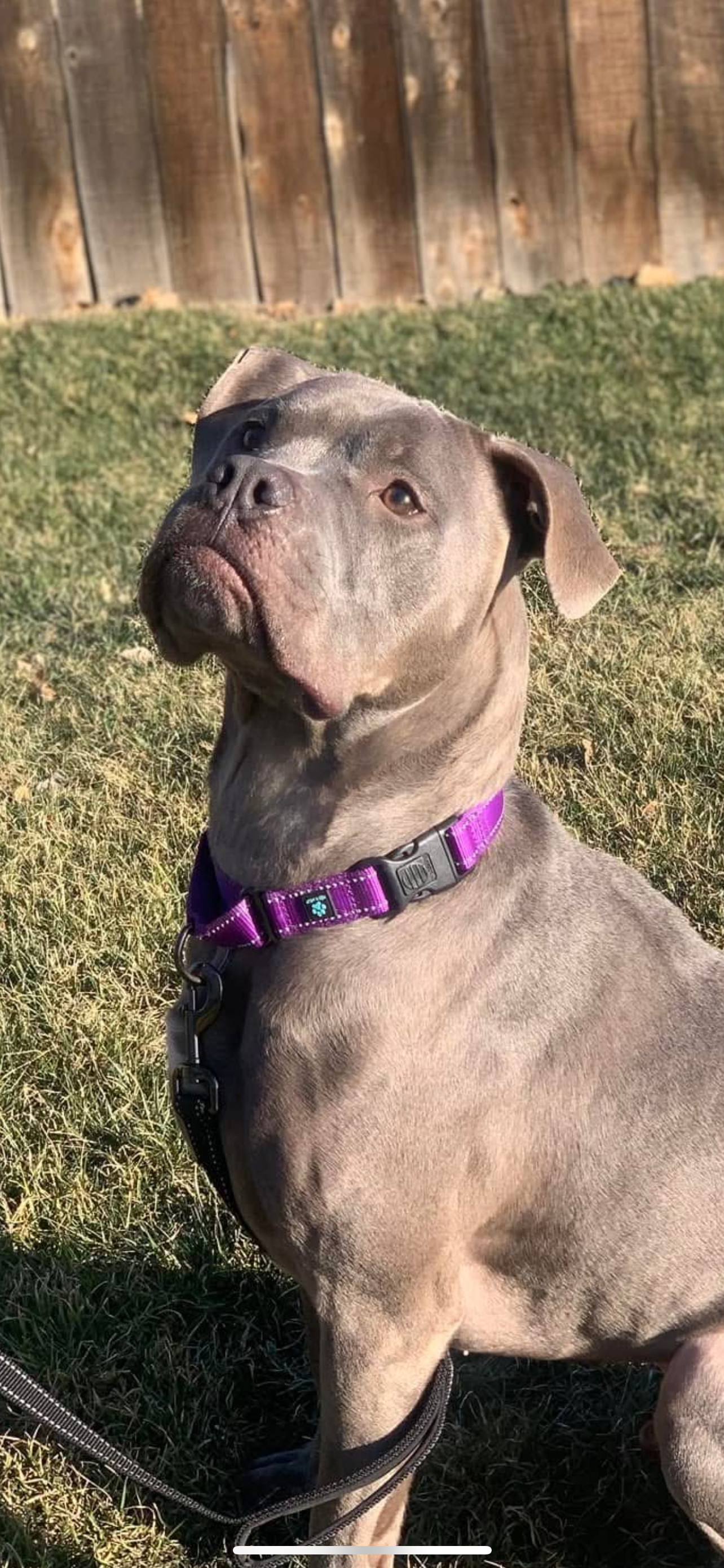 Stoli, an adoptable English Bulldog, Boxer in Twin Falls, ID, 83301 | Photo Image 4