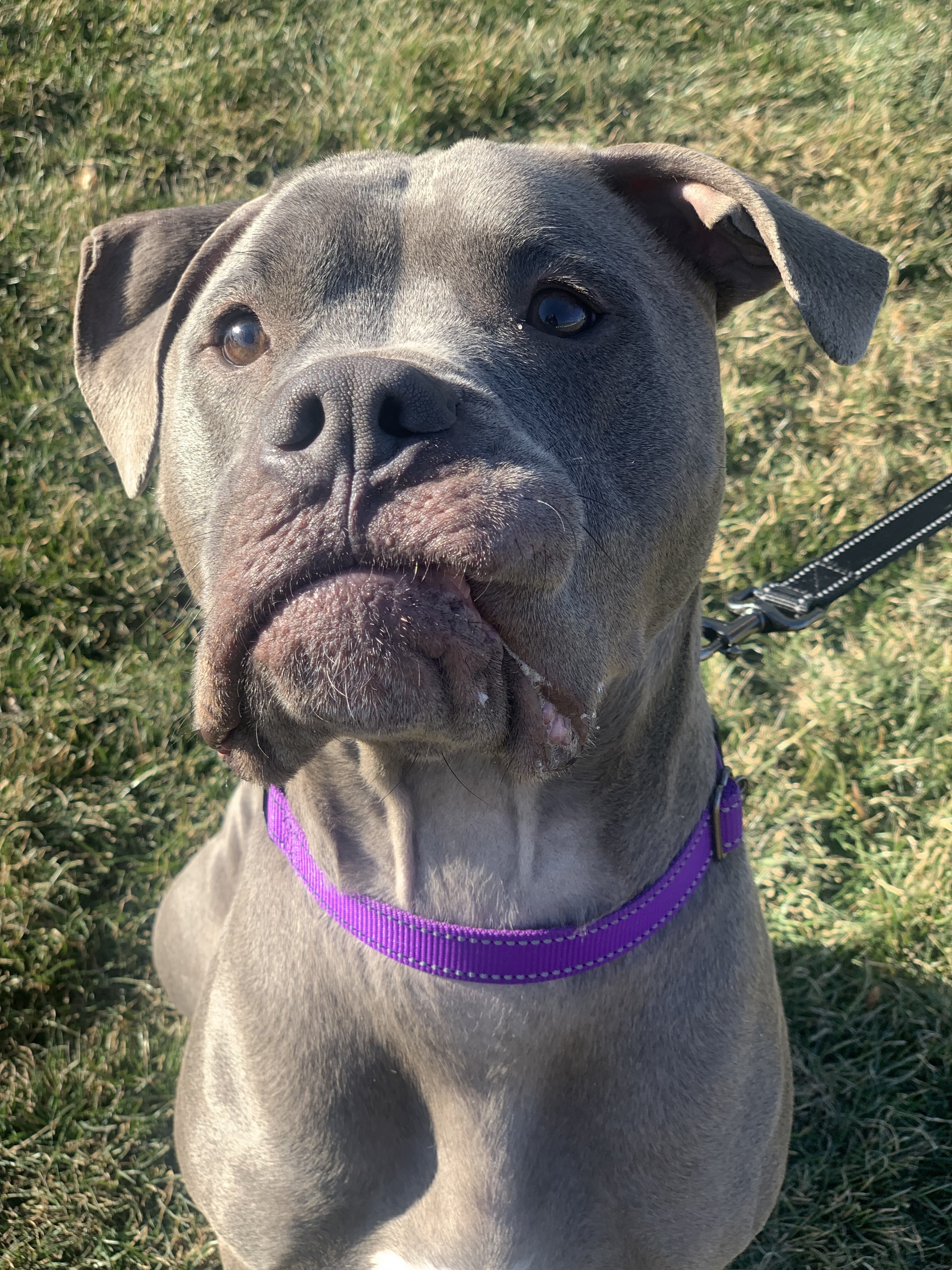 Stoli, an adoptable English Bulldog, Boxer in Twin Falls, ID, 83301 | Photo Image 5