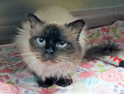 Timothy, an adoptable Himalayan, Domestic Short Hair in Fishers, IN, 46038 | Photo Image 1