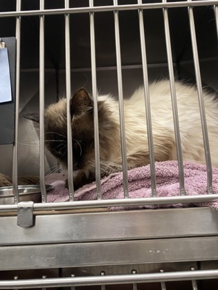 Timothy, an adoptable Himalayan, Domestic Short Hair in Fishers, IN, 46038 | Photo Image 3