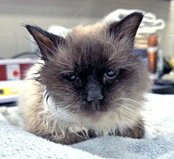 Timothy (In Foster), an adoptable Himalayan, Domestic Short Hair in Fishers, IN, 46038 | Photo Image 3