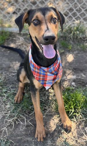 Animal Profile Dash is a handsome sweet-tempered Doberman mix who is one year old and about 65 pou