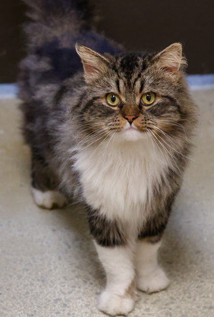 Monocle, an adoptable Himalayan, Domestic Short Hair in Baraboo, WI, 53913 | Photo Image 1