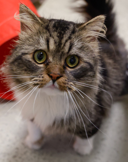 Monocle, an adoptable Himalayan, Domestic Short Hair in Baraboo, WI, 53913 | Photo Image 3