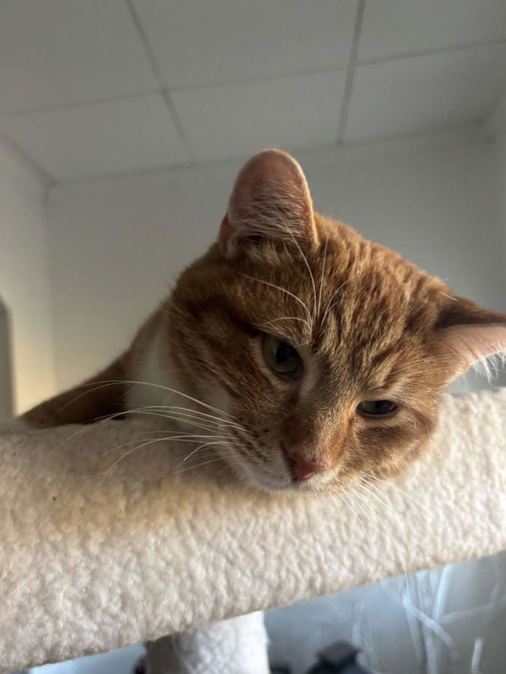 Meyer, an adoptable Tabby in Piedmont, MO, 63957 | Photo Image 1