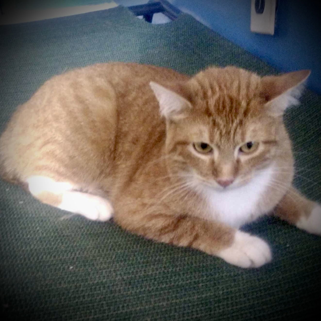 Meyer, an adoptable Tabby in Piedmont, MO, 63957 | Photo Image 2
