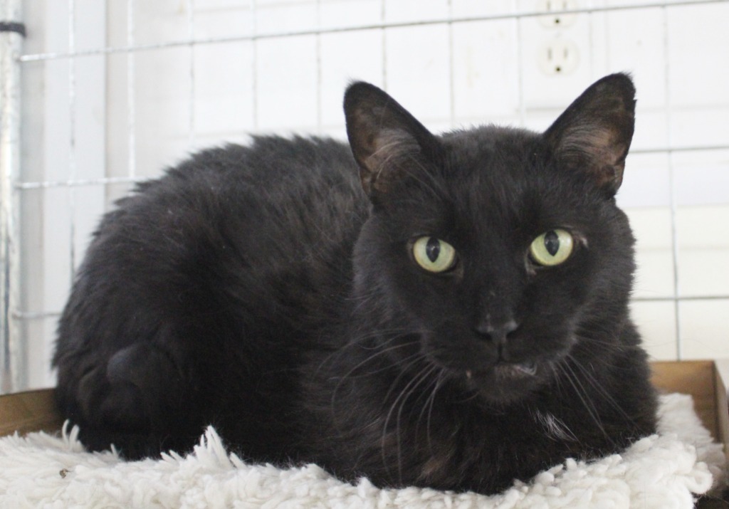Denali FEE WAIVED adoption pending, an adoptable Domestic Short Hair in Saint James, MN, 56081 | Photo Image 4