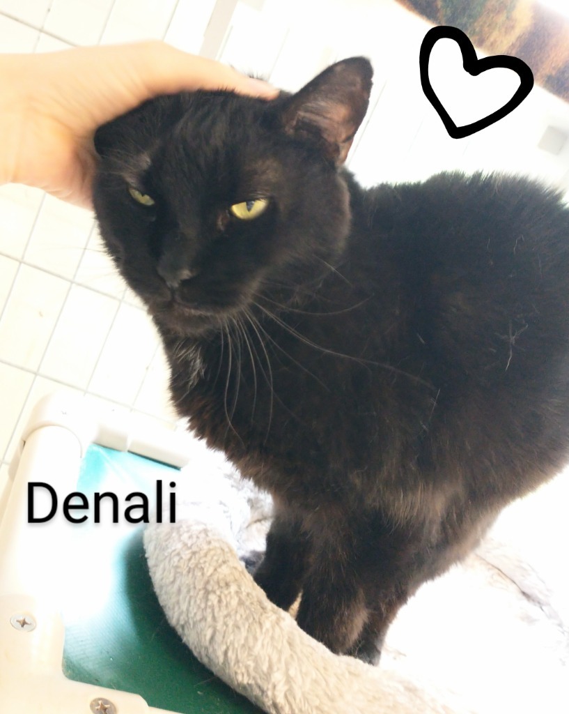 Denali FEE WAIVED adoption pending, an adoptable Domestic Short Hair in Saint James, MN, 56081 | Photo Image 5