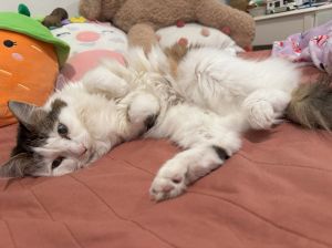 Eli, Senior Female Domestic Short Hair