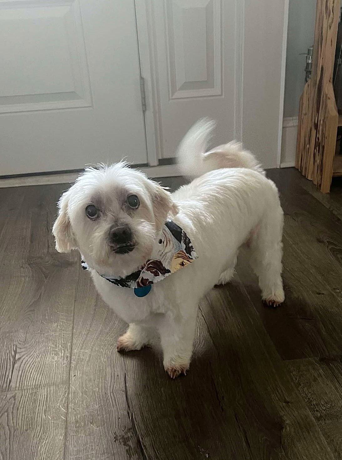 Clyde, an adoptable Maltese in Arlington, VA, 22204 | Photo Image 1