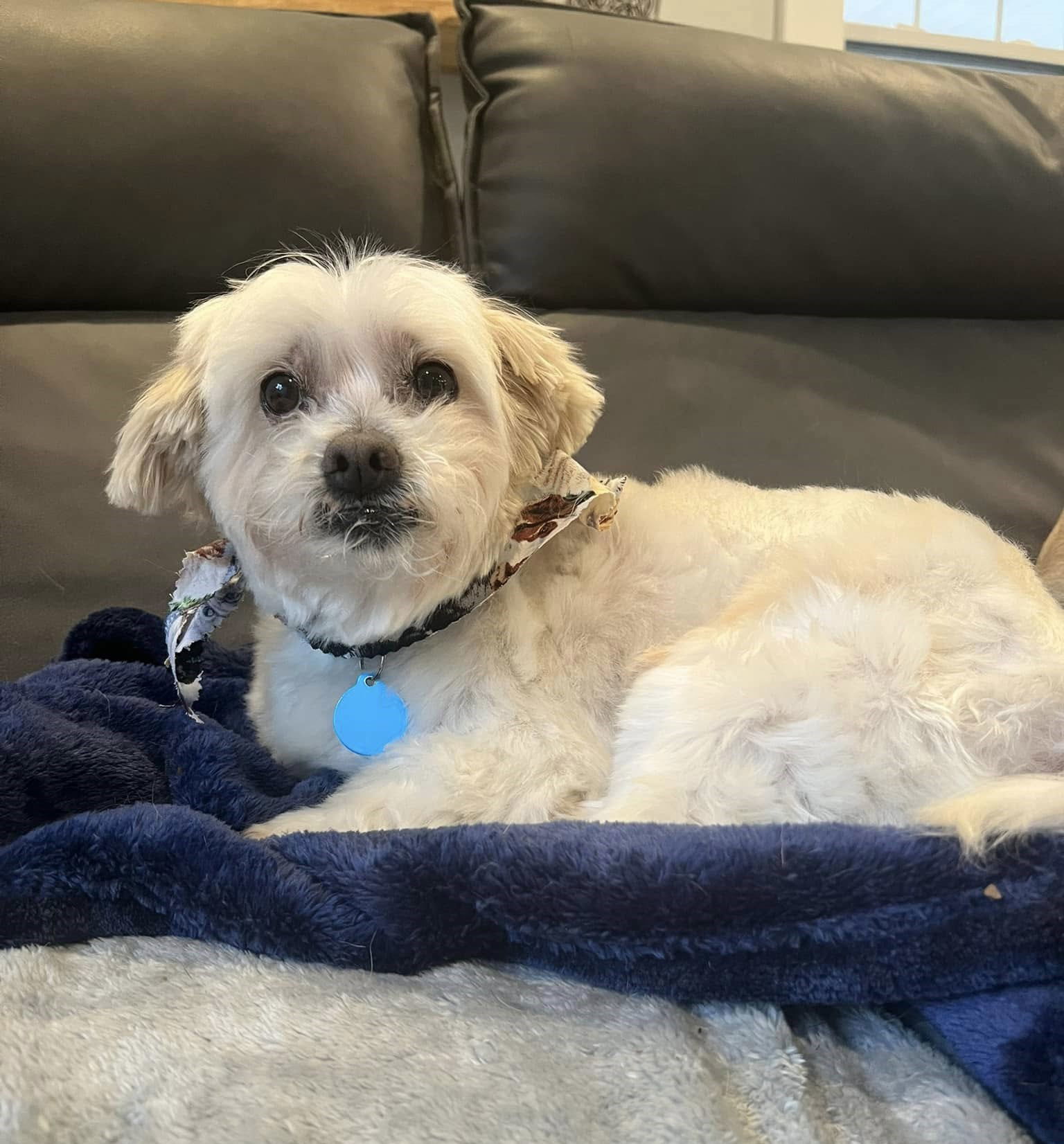 Clyde, an adoptable Maltese in Arlington, VA, 22204 | Photo Image 2