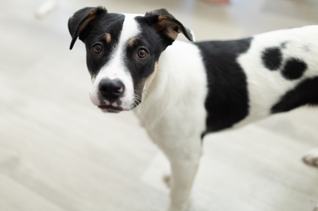 Sansho Peppercorn, an adoptable Pit Bull Terrier, Cattle Dog in Fort Lupton, CO, 80621 | Photo Image 1