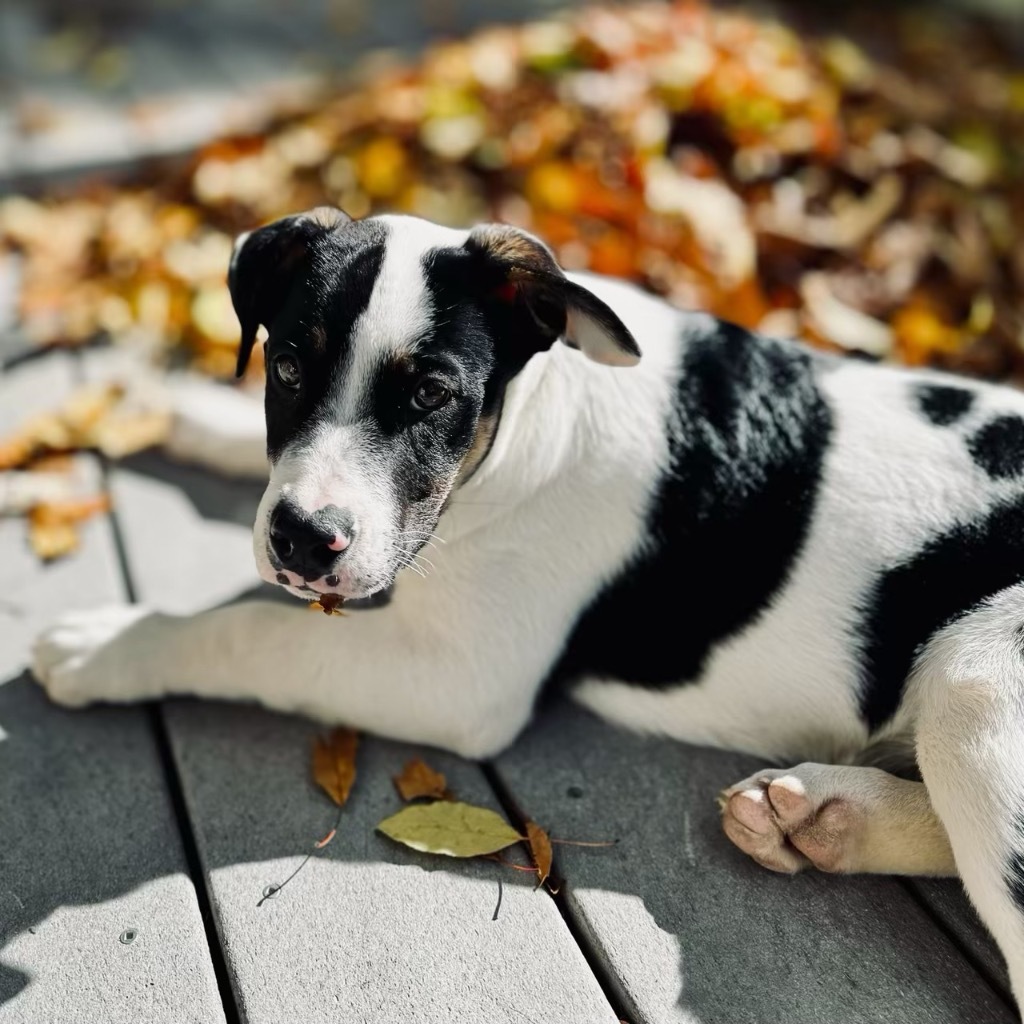 Sansho Peppercorn, an adoptable Pit Bull Terrier, Cattle Dog in Fort Lupton, CO, 80621 | Photo Image 2
