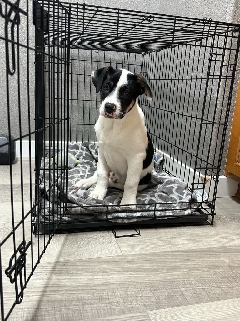 Sansho Peppercorn, an adoptable Pit Bull Terrier, Cattle Dog in Fort Lupton, CO, 80621 | Photo Image 3