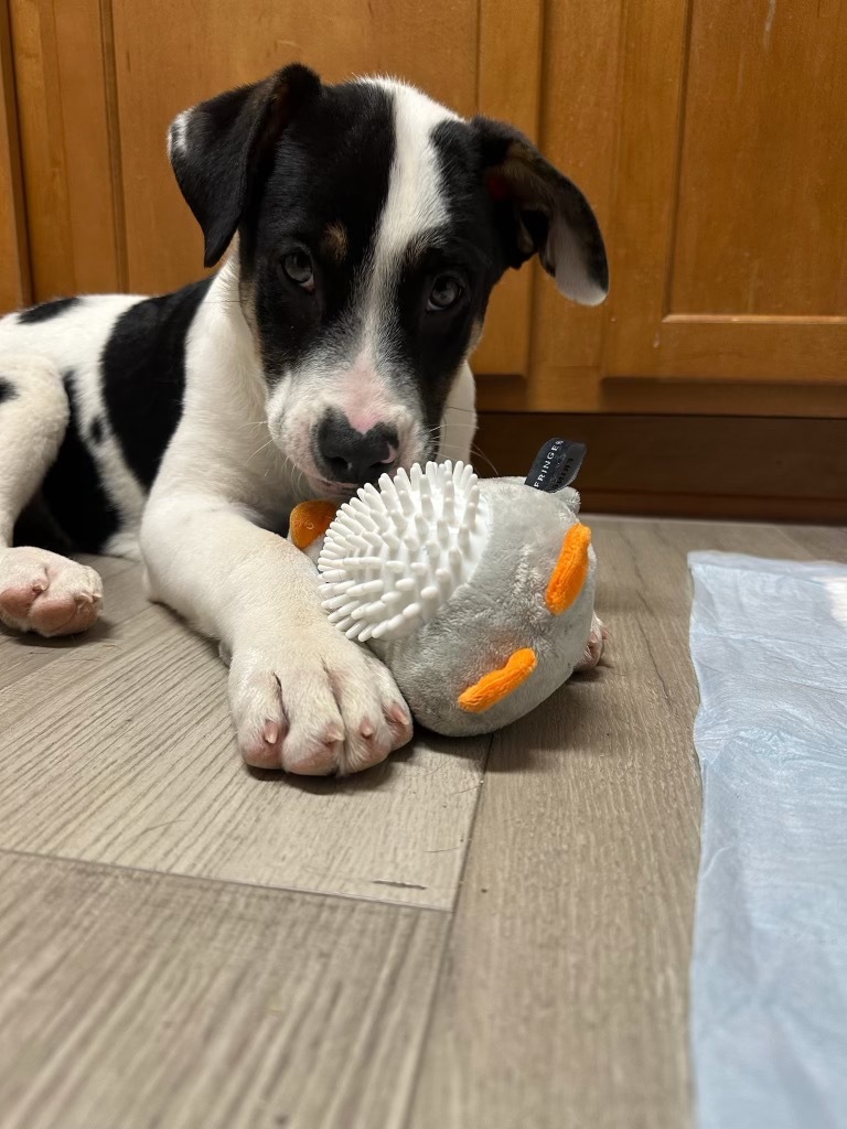 Sansho Peppercorn, an adoptable Pit Bull Terrier, Cattle Dog in Fort Lupton, CO, 80621 | Photo Image 4