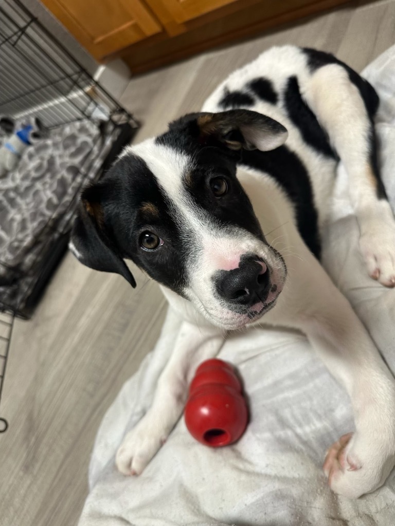 Sansho Peppercorn, an adoptable Pit Bull Terrier, Cattle Dog in Fort Lupton, CO, 80621 | Photo Image 5
