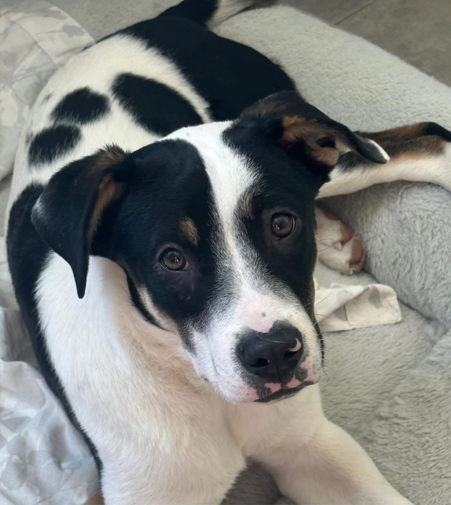 Sansho Peppercorn, an adoptable Pit Bull Terrier, Cattle Dog in Fort Lupton, CO, 80621 | Photo Image 6