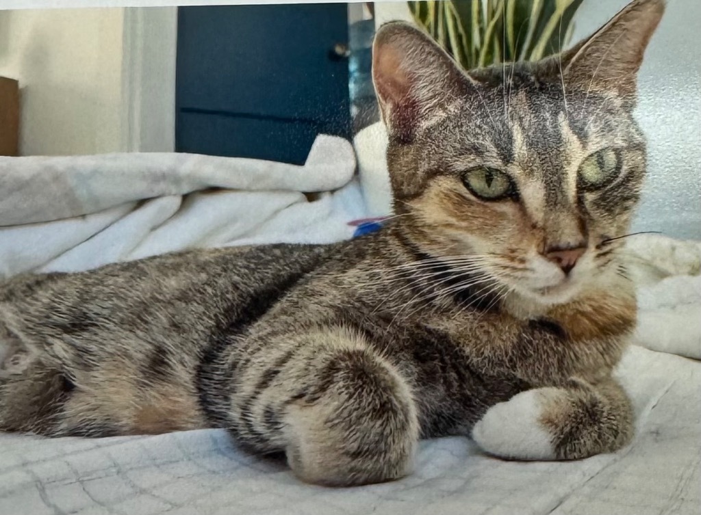 Penny, an adoptable Domestic Short Hair in Winnipeg, MB, R3H 0M1 | Photo Image 1
