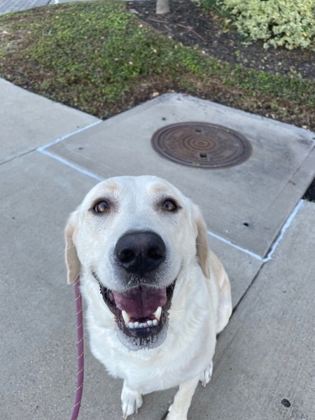 Phoebe