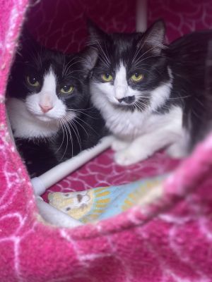 For more information about our adoptable cats please visit httpswwwwholecatandkaboodlecomadop